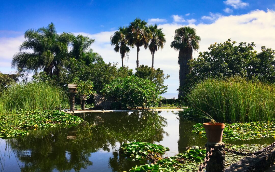 Teneriffa 2016 – Jardin Aquatico Risco Bello