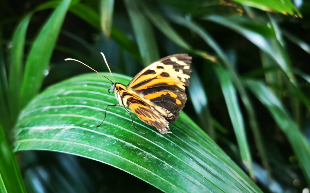 Allgäu 2018 – Schmetterling Erlebniswelt
