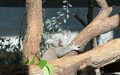Zürich Zoo 2018 | Koalas