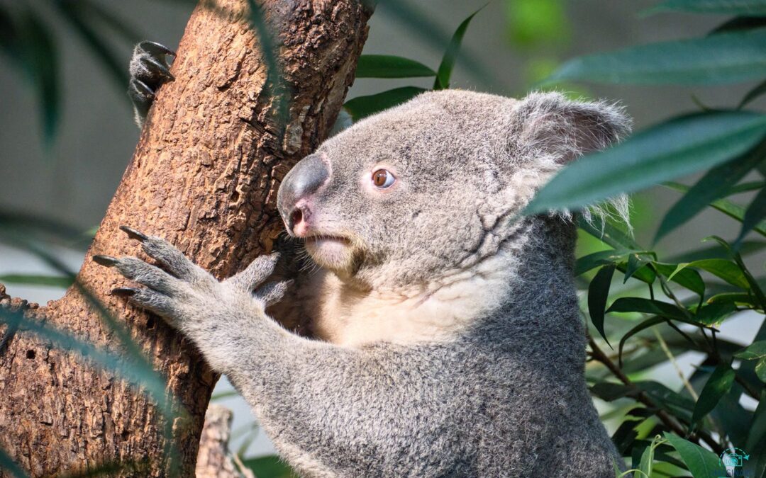 Zoo Zürich – Botschafter zwischen Mensch, Tier und Natur