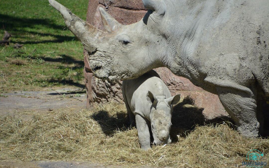 Zürich Zoo Lewa Savanne 2020